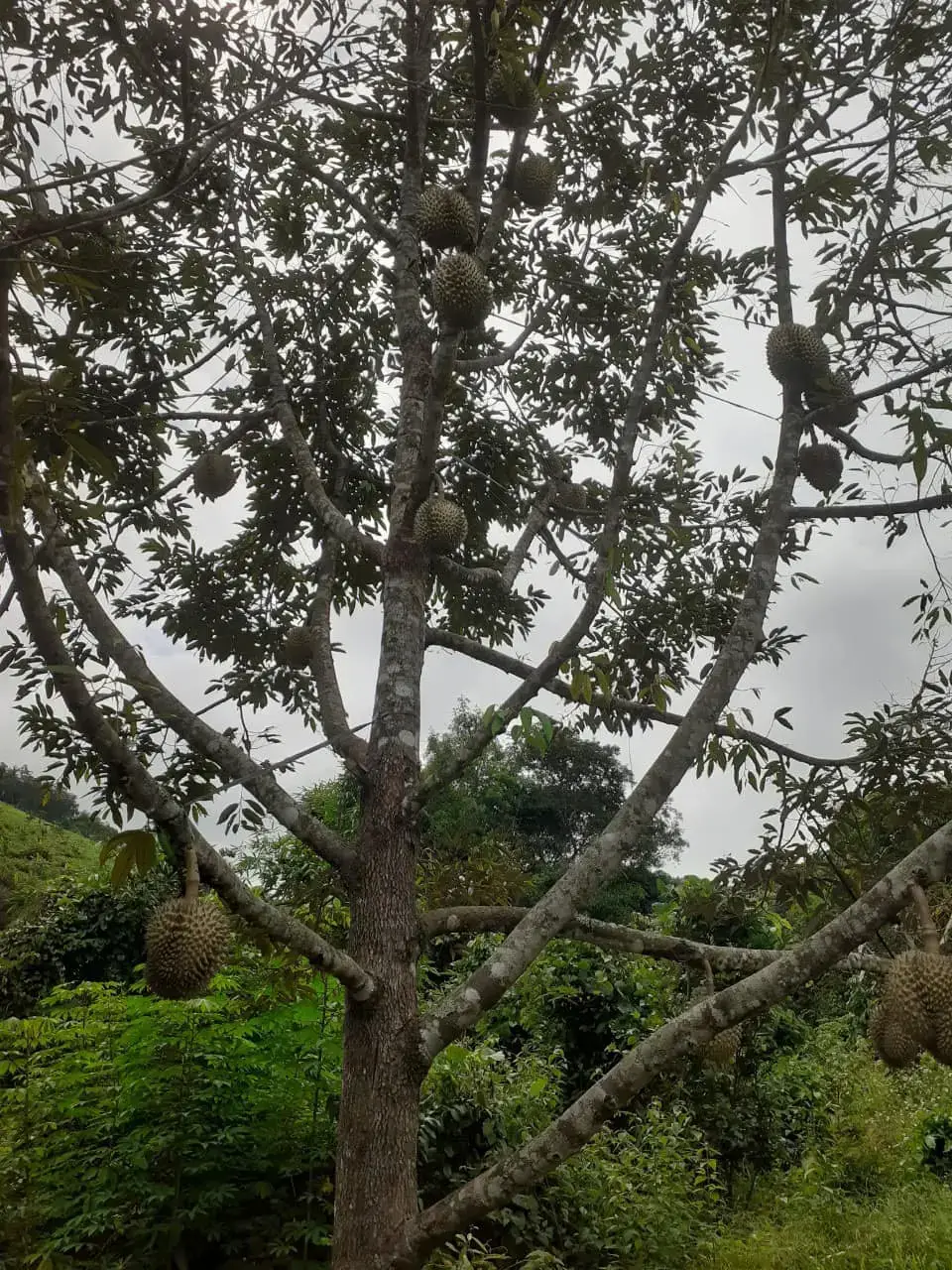 Cây Sầu Riêng Nhà Tôi