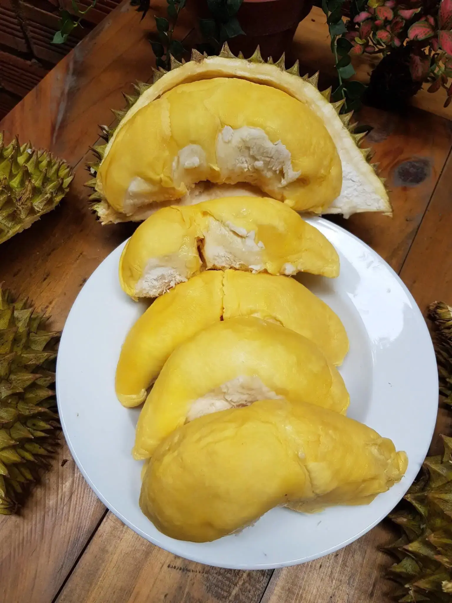 Cây Sầu Riêng Nhà Tôi