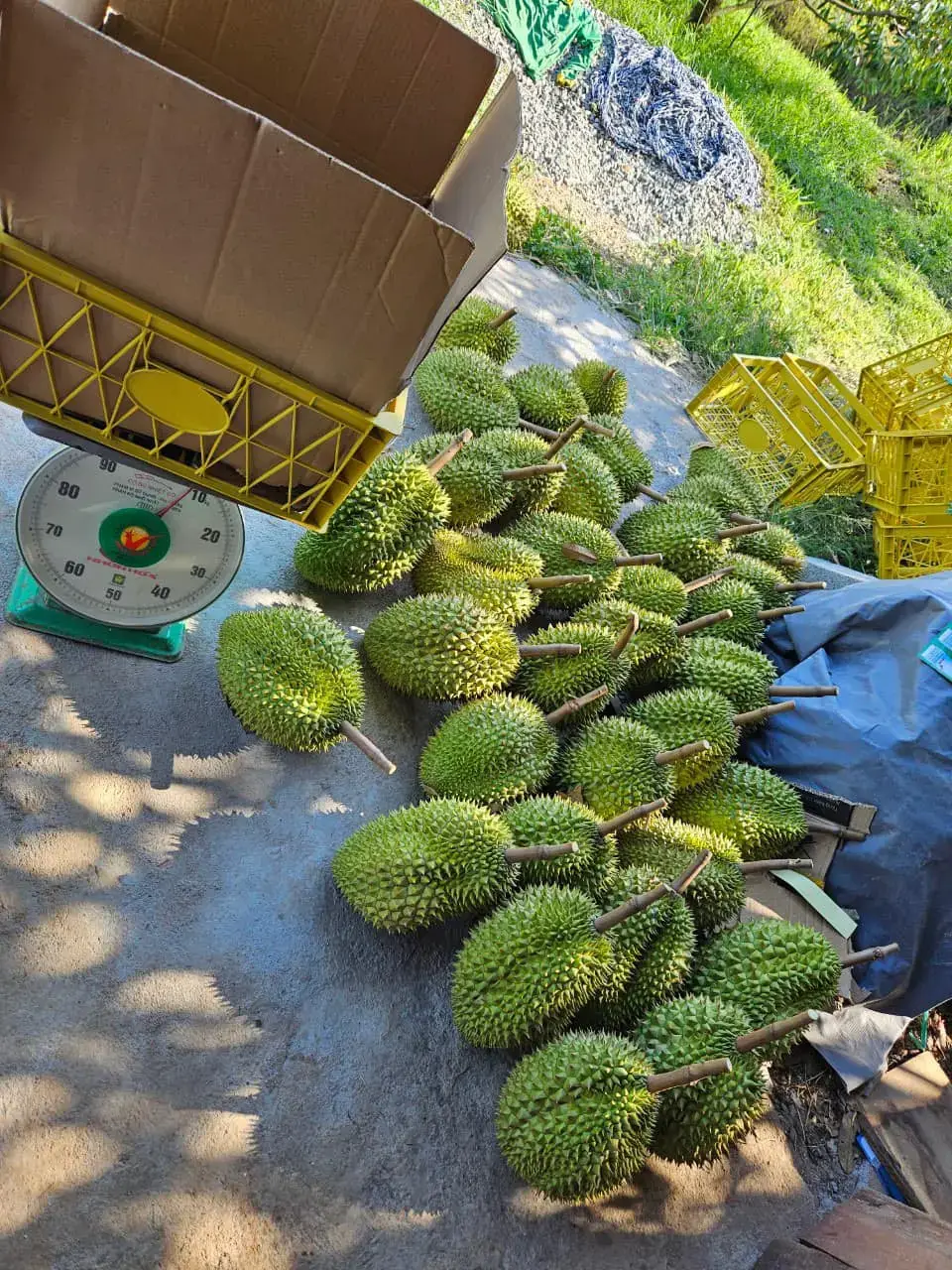 Cây Sầu Riêng Nhà Tôi